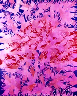 Coral Reef 2